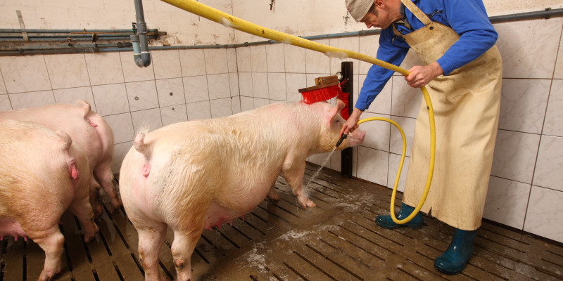 Das Bild zeigt einen weiß gekachelten Raum, in dem von einer Person in Arbeitskleidung mit Schürze und Gummistiefeln, die trächtigen Sauen abgeduscht werden.