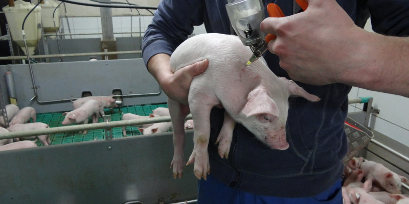 Foto: Tierarzt hält ein Ferkel in der Hand und injiziert die Impfung mit einer Impfpistole.