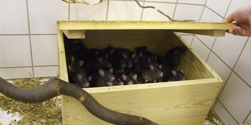 Hausratten in Nestbox