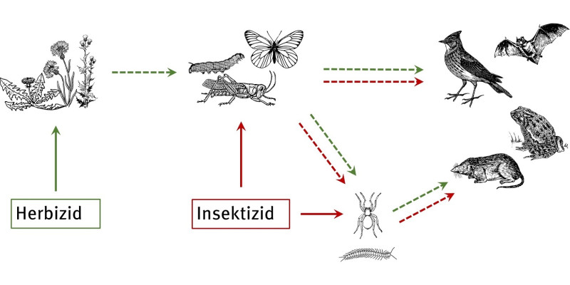 Das Bild zeigt direkte und indirekte Auswirkungen von Pflanzenschutzmitteln, zB auf Vögel, Fledermäuse und Pflanzen.