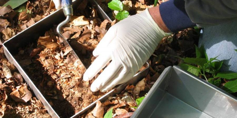 Photo of sampling in the forest.