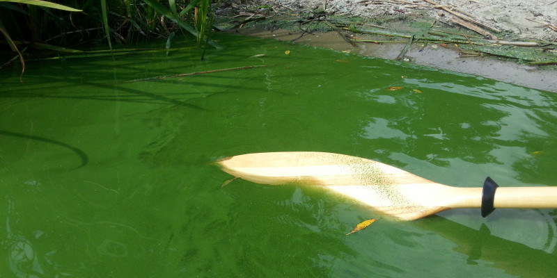 Grüne Wasseroberfläche durch Algenblüte. Ein eingetauchtes Paddel zeigt die geringe Sichttiefe.