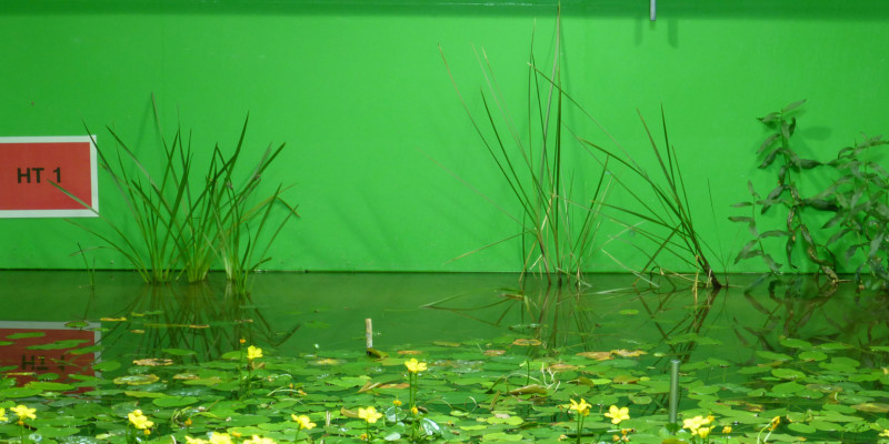 Wasser und Wasserpflanzen in einem grünen Becken