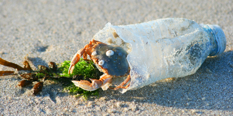 eine Krabbe in einer Plastikflasche am Strand