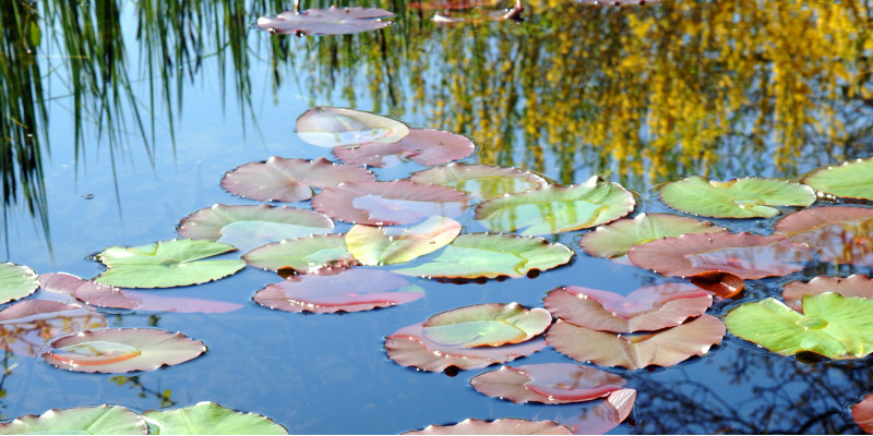 water lilies on the water surface of a lake