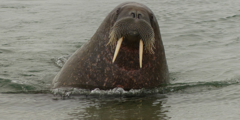 Walross im seichten Wasser