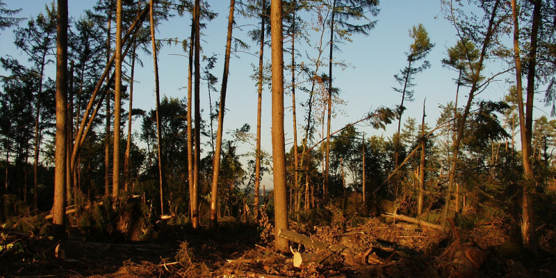 das Bild zeigt Schäden im Wald nach einem Sturm