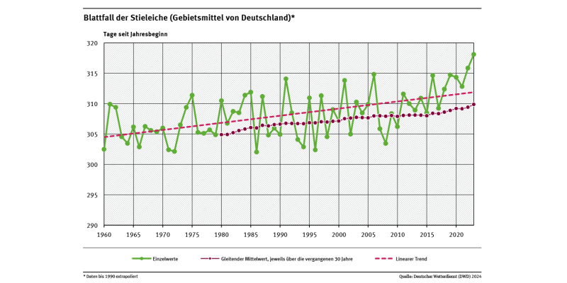 Das Liniendiagramm zeigt den Zeitpunkt, ab dem der Blattfall der Stieleiche einsetzt (Tage ab Jahresbeginn, Gebietsmittel für Deutschland) seit 1960. Der lineare Trend zeigt, dass dieser immer später erfolgt.