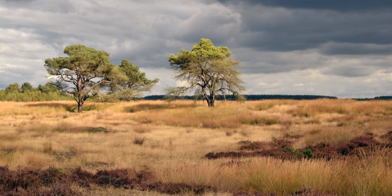 Dry Heath Ecosystem in a Dutch National Park