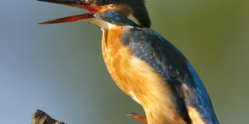 Nahaufnahme eines Eisvogels mit gelben und blauen Federn.