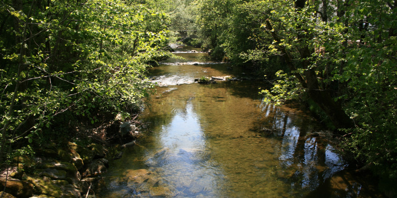 Blick auf einen Fluss mit rot-braunem, klarem Wasser und jungen Laubbäumen am Ufer.