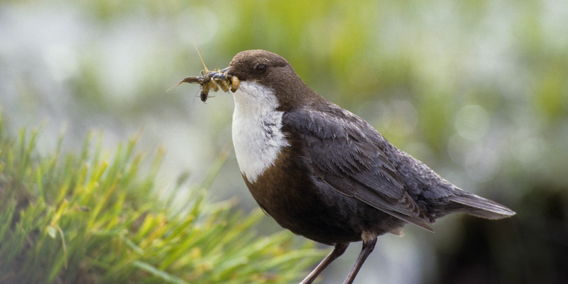 Eine Wasseramsel, die auf einem Stein sitzt und einige Maden im Schnabel hält