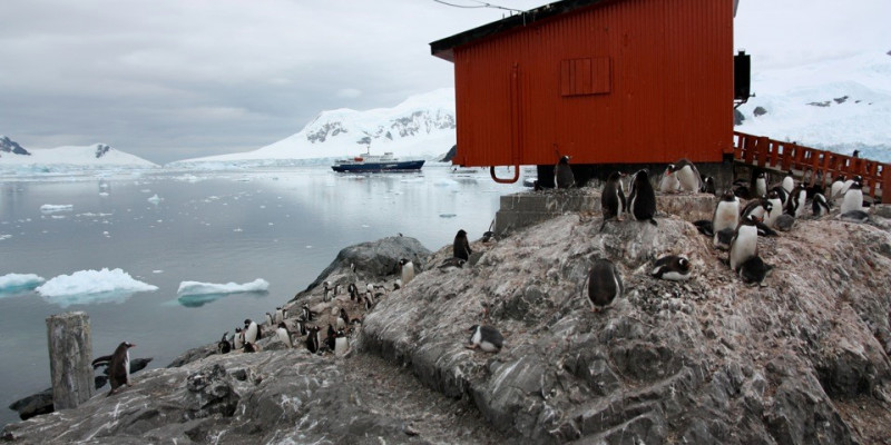 Eselspinguine