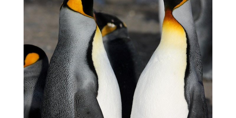 Königspinguine beim Balztanz