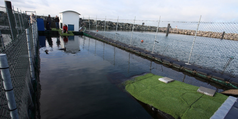 Die Pinguinanlage im Marine Science Center im Yachthafen Rostock Hohe Düne