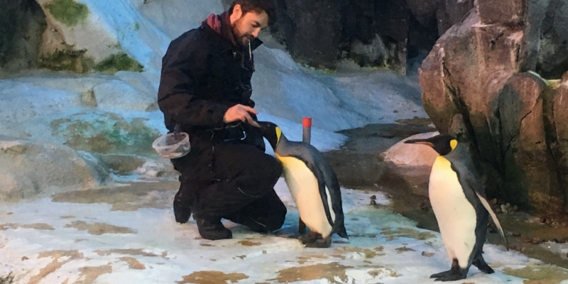 Doktorand Kenneth Sørensen beim Training mit Königspinguindame Siki. 