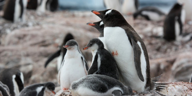 Eselspinguin mit Küken in der Antarktis