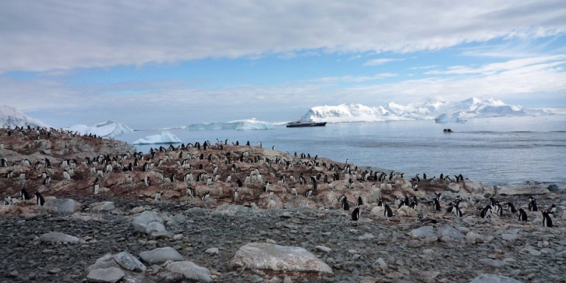 Eselspinguinkolonie mit Kreuzfahrtschiff im Hintergrund