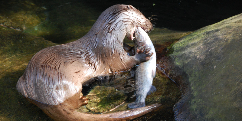 Foto: Ein Fischotter frisst einen Fisch.