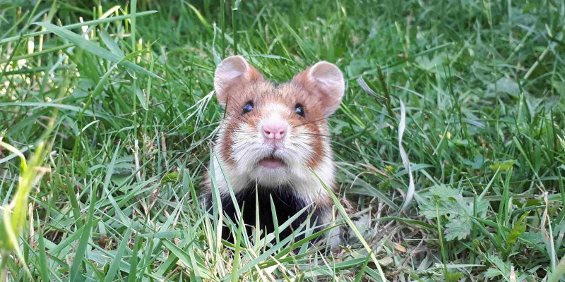 Ein Feldhamster in einer grünen Wiese