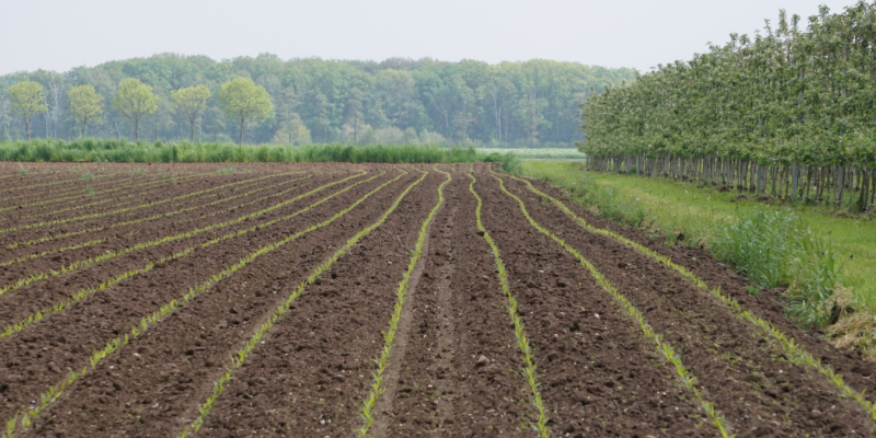 Auf dem Foto ist im Vordergrund ein Feld, rechts und im Hintergrund sind Bäume zu sehen.