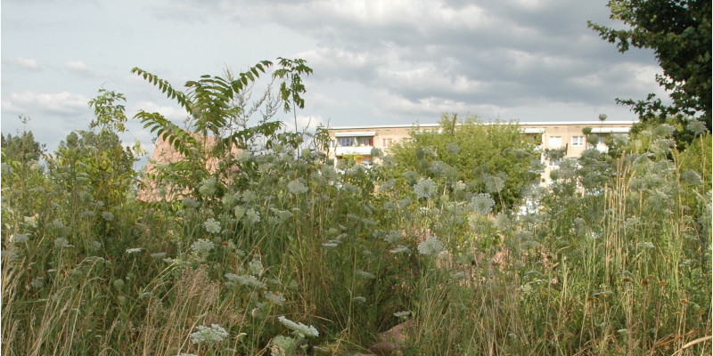 Hohes Gras und Büsche, im Hintergrund ein Plattenwohnblock.