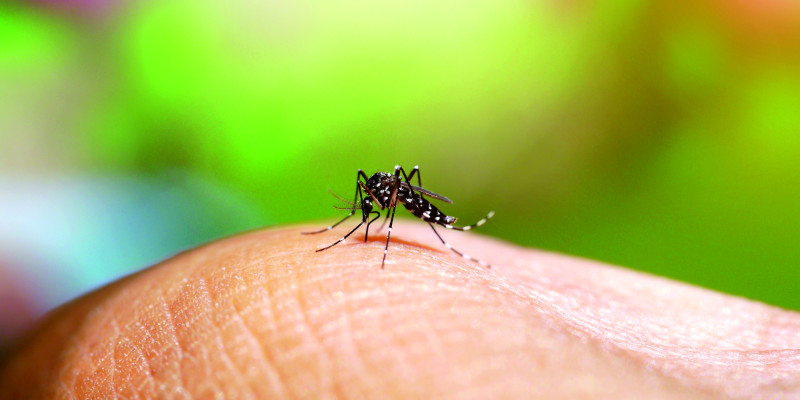 The picture shows a close-up of the Asian Tiger Mosquito in the process of biting a human being.