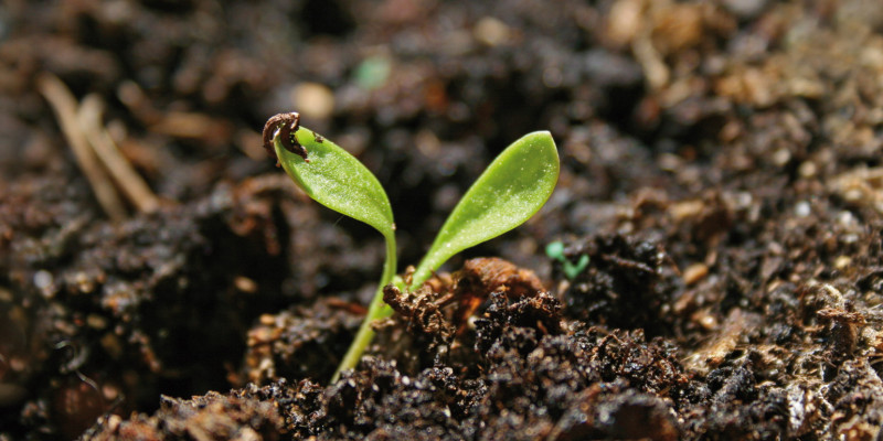 The picture shows a seedling emerging from moist, dark soil.