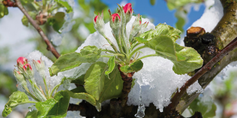 Das Bild zeigt mit Eis umhüllte Blüten eines Apfelbaums.