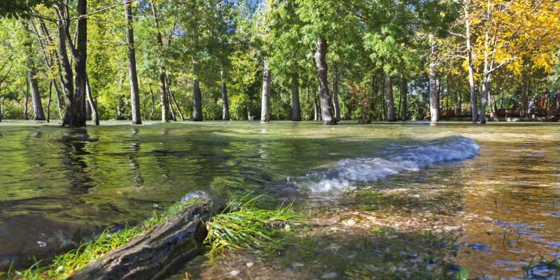 Das Bild zeigt einen überschwemmten Laubwald. Im Vordergrund liegt ein Baumstamm auf dem Boden.