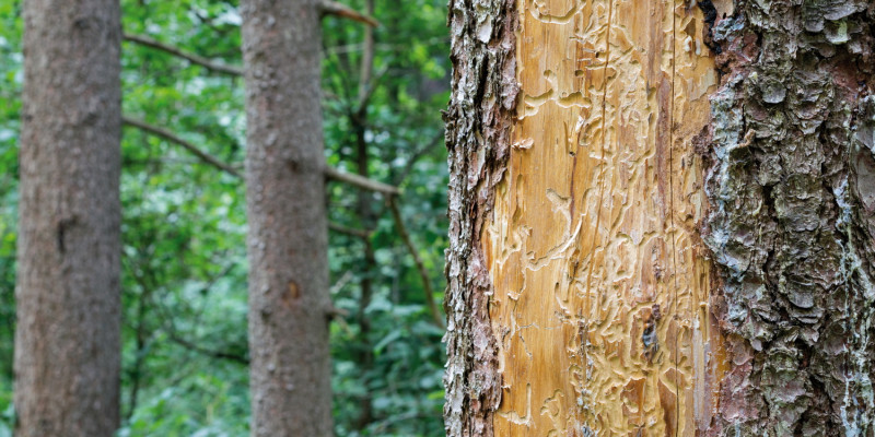 Das Bild zeigt einen Nadelwald. Im Vordergrund ist der borkenfreie Stamm einer beschädigten Fichte zu sehen. Im hellen Holz der Fichte sind deutliche Fraßspuren des Borkenkäfers zu erkennen.