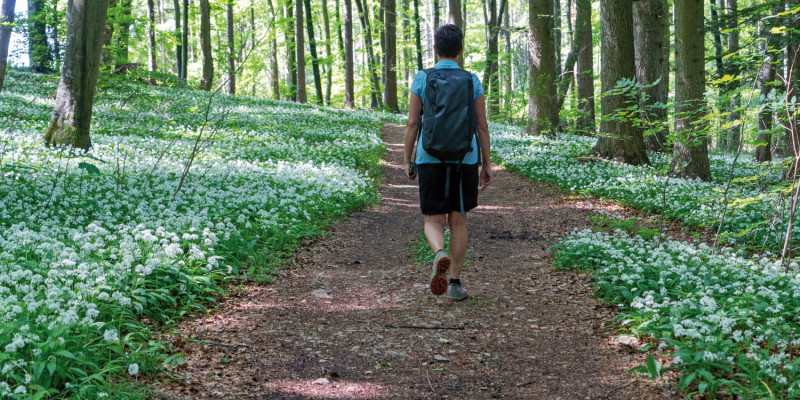 Das Bild zeigt einen Mann von hinten, der in T-Shirt und kurzer Hose mit einem Tagesrucksack durch einen Laubwald wandert. Rechts und links des Weges blühen weiße Blumen unter den Bäumen.