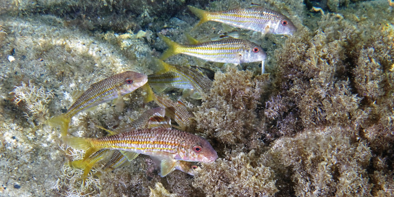 Das Bild zeigt mehrere Streifenbarben, die am Grund des Meeres schwimmen. Unter und hinter den Fischen sind Felsen und Wasserpflanzen zu erkennen.