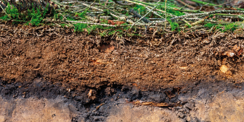 The picture shows the soil profile of a forest. The A (or upper) horizon is formed by a massive humus layer. The surface is covered in twigs, cones and needles.