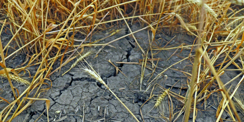 The picture shows the soil of a cereal field, with large cracks caused by drought. 