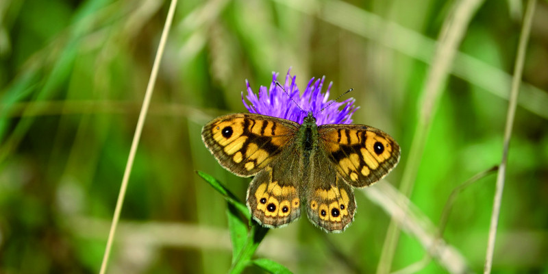 Das Bild zeigt einen Mauerfuchs, der auf einer violetten Blüte sitzt und die Flügel ausbreitet