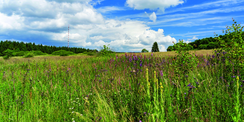 Das Bild zeigt einer Wiese mit verschiedenfarbigen Blumen und kleinen Gehölzen im Vordergrund. Am Horizont ist Wald zu erkennen. Der Himmel ist in Teilen bewölkt.