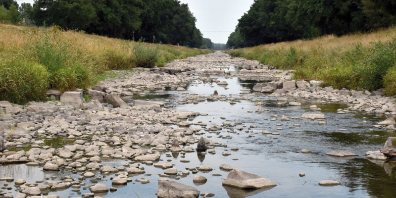 Wenn sich im Frühjahr das Wasser erwärmt, kann sich das Phytoplankton schlagartig vermehren.