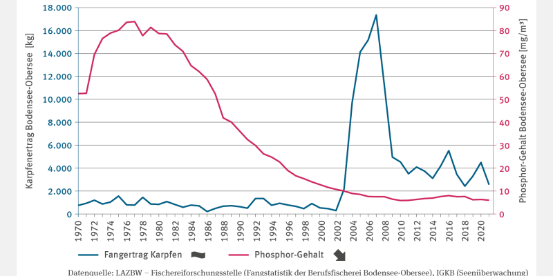 Die Abbildung FI-I-3 "Vorkommen wärmeliebender Arten in Binnengewässern – Fallstudie" zeigt die Entwicklung des Phosphor-Gehalts im Bodensee-Obersee (1970–2021) in Milligramm pro Kubikmeter. Der Phosphorgehalt stieg von 45 auf 87 Milligramm zwischen 1970 und 1980, fiel dann bis 2003 auf unter 10 Milligramm und pendelt seither in diesem Bereich. Der Trend ist signifikant fallend. Der Karpfenertrag schwankte bis 2002 um 1.000 Kilogramm, stieg bis 2007 auf 17.000 Kilogramm, fiel dann und zeigt keinen Trend.