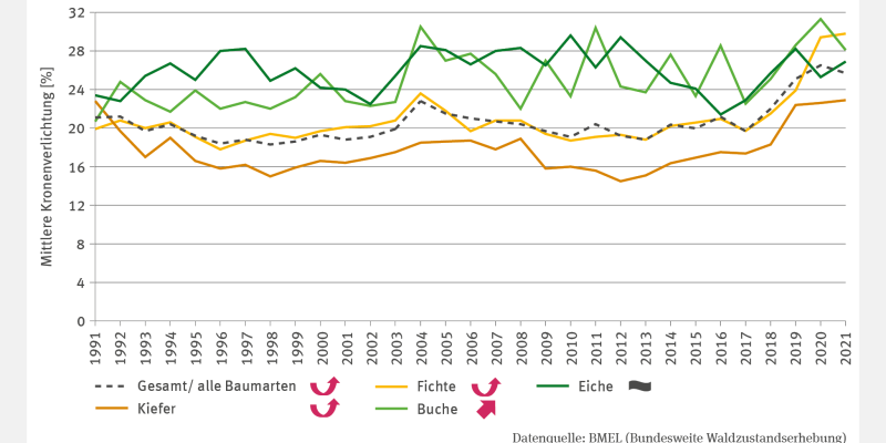 Das Liniendiagramm FW-I-3 "Waldzustand" zeigt die mittlere Kronenverlichtung in Prozent für Fichte, Eiche, Kiefer, Buche und alle Baumarten von 1991 bis 2021. Die Verlichtung schwankt bei Buche und Eiche stärker als bei Kiefer und Fichte. Mit Ausnahme der Eiche, bei der kein klarer Trend erkennbar ist, nahm die Verlichtung signifikant zu. 2021 lag sie je nach Baumart zwischen 23 % (Kiefer) und 30 % (Fichte).