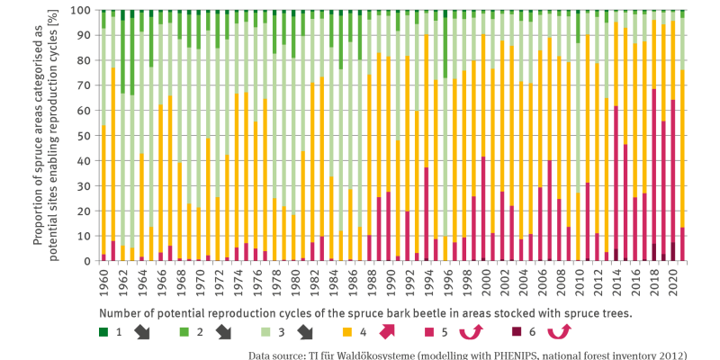 The stacked columns chart FW-I-6 ’Endangered spruce stands’ shows – for the period of 1960 to 2021 – the proportion in per cent of areas in Germany planted with spruce trees, in which the spruce bark beetle would be able to achieve a specific number of potential reproduction cycles. In this process, a differentiation was made between the number of potential reproduction cycles between 1 and 6. 