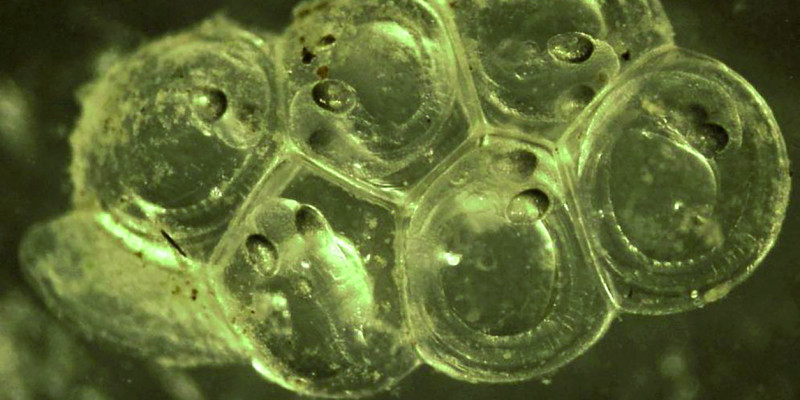 The picture shows herring spawn. It is possible to see six transparent eggs adhering to each other, with larvae inside.