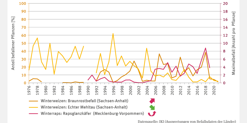 Die Linien-Grafik zeigt den Befall als Prozent befallener Pflanzen von Winterweizen und zwar den Braunrostbefall und den Befall mit Echtem Mehltau, beides für Sachsen-Anhalt. Die Datenreihen von 1976 bis 2013 zeigen einige Datenlücken. Der Braunrostbefall ist signifikant steigend, der Befall mit Echtem Mehltau geht signifikant zurück. Außerdem ist der Befall von Winterraps mit dem Rapsglanzkäfer als Maximalbefall in Anzahl pro Pflanze für Mecklenburg-Vorpommern von 1990 bis 2013 dargestellt. Die Zeitreihe z