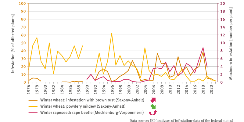 The illustration LW-I-4 ’Infestation with pest organisms – case study’ contains a biaxial chart. The lines in the chart indicate the infestation of winter wheat with brown rust and powdery mildew by stating the percentage of infested plants. In respect of winter rapeseed, the chart indicates the maximum infestation with rape beetle by stating the number of beetles per plant. There are data available from Saxony-Anhalt – with very few data gaps – for winter wheat from 1976 to 2021.