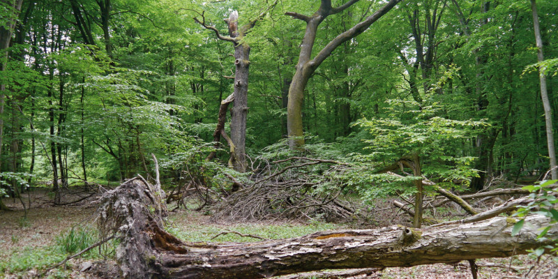 Das Bild zeigt einen naturnahen Wald mit Buchen. Im Vordergrund liegt ein entwurzelter Baum am Boden. 