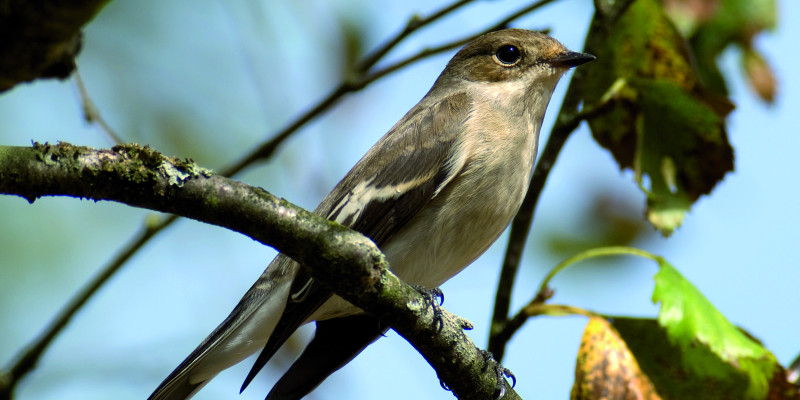 The picture shows an icterine warbler singing from a twig.