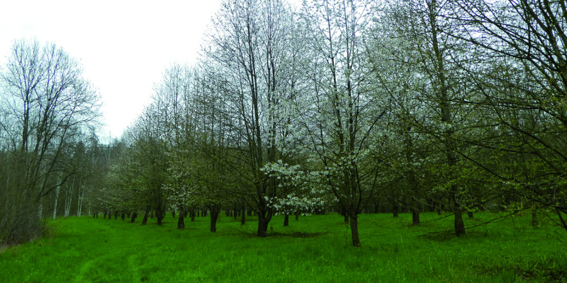 Das Bild zeigt eine blühende Samenplantage mit hohen Bäumen. In der Wiese zwischen den Bäumen sind Fahrspuren zu erkennen. 