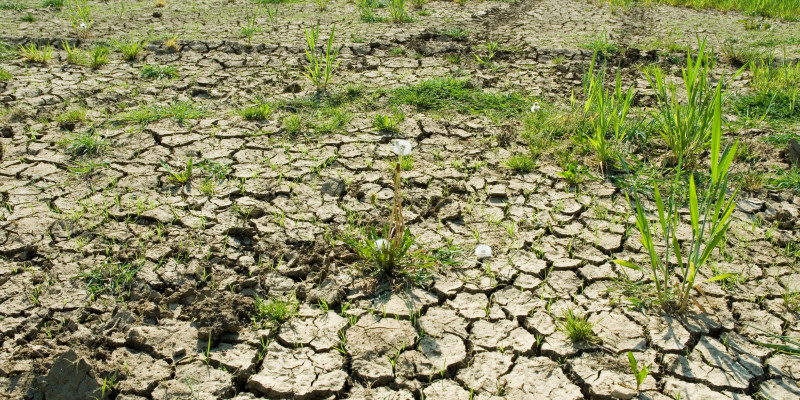 auf einer landwirtschaftlich genutzten Fläche ist ein ausgetrockneter, rissiger Boden als Folge von Dürre zu sehen