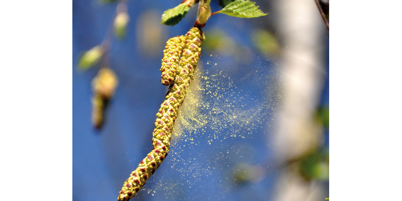 Das Bild zeigt eine Birkenblüte, deren Pollen sich im Wind verbreiten.