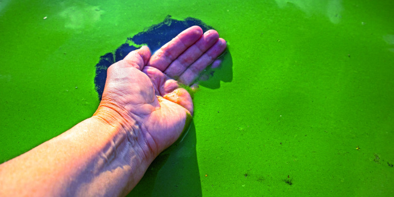 Das Bild zeigt eine Handfläche, die durch den grünen Algenteppich auf einer Gewässeroberfläche streicht.